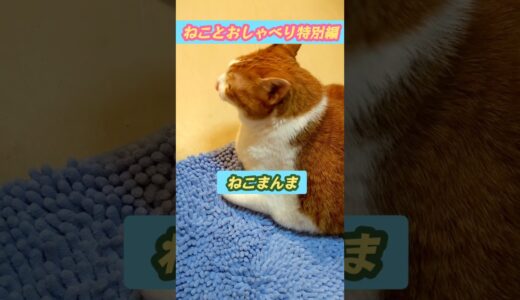 【マオメエアニメ】ねことおしゃべり特別編【さっぱりおろし牛丼じゃなくてかつおぶしオクラ牛丼大盛り一丁でした】 #猫動画 #保護猫 #4k #ぽっちゃり猫 #ぼくとねこ