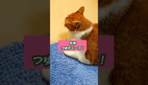 【めっちゃしゃべるネコ】マオメエアニメ【逆ぼくとねこ】　#猫動画 #保護猫 #ぽっちゃり猫 #4k